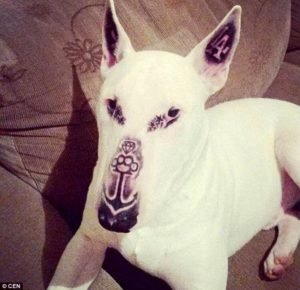 bull-terrier-tatouage-bresil-cruaute-2