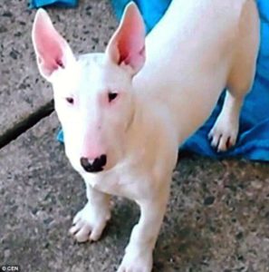 bull-terrier-tatouage-bresil-cruaute-4